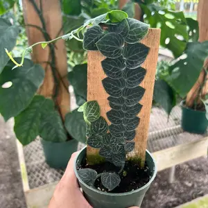 Rhaphidophora Cryptantha in 4 inch pot