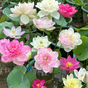10Pcs Pre-Sprouted Mixed Color Bonsai Bowl Lotus Live Aquatic Plants for Indoor & Outdoor Water Gardens Easy Grow Non-GMO Heirloom Compact Size Ideal for Bowls Tubs or Patio Ponds Perfect Gardening Gift