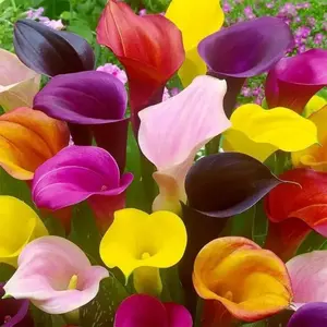 100Pcs Calla Lily Seeds Beautiful Flowers Mix Color Perennial Plant