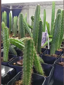 Tricho Cactus, Various Cultivars, Picked out live, in 2" pot