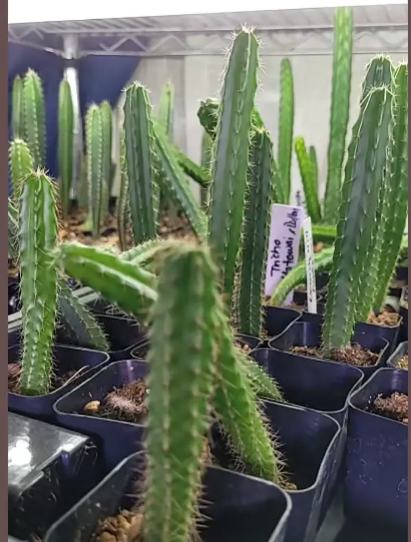 Tricho Cactus, Various Cultivars, Picked out live, in 2" pot - TikTok Shop