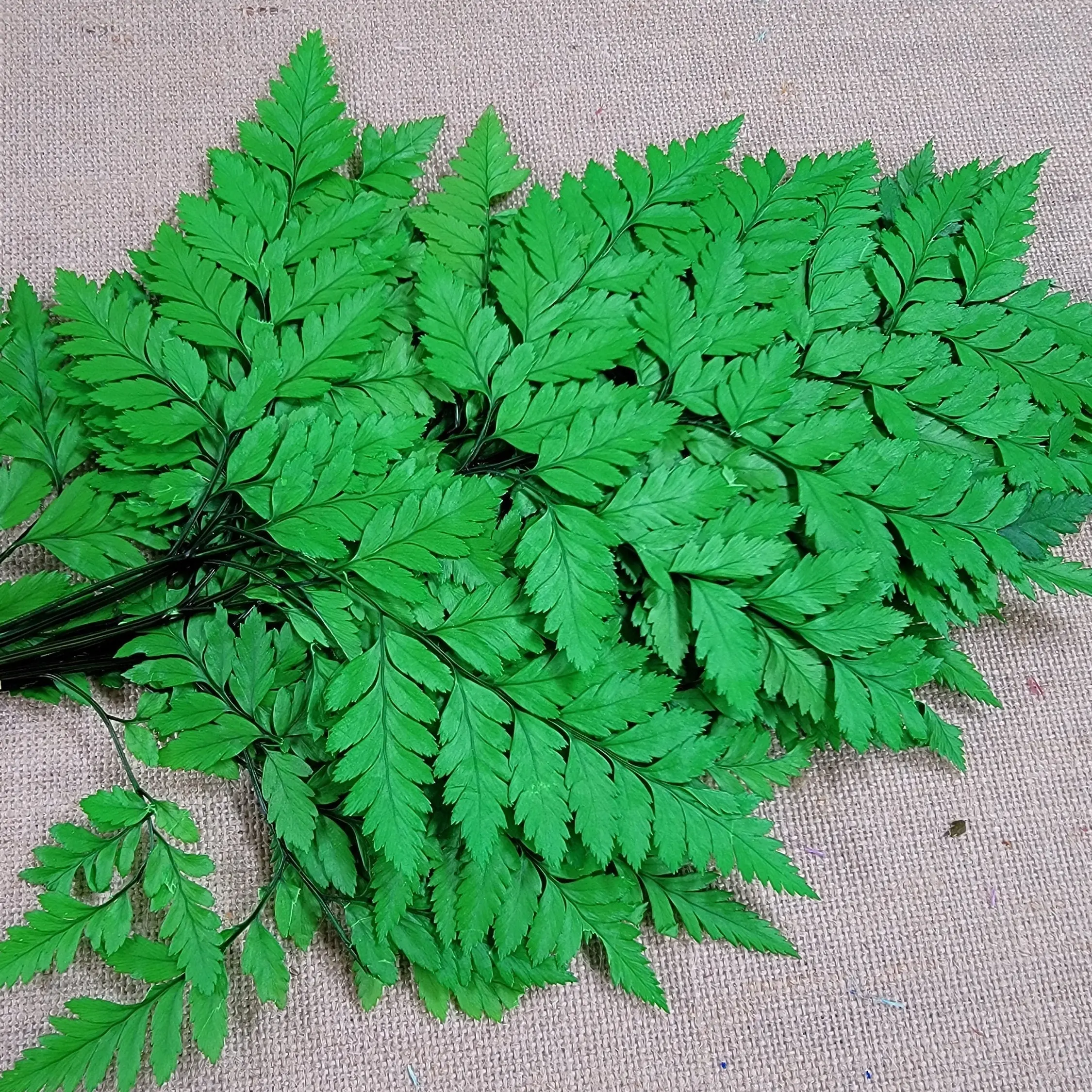 Preserved Fern, Green Leather Leaf, 10 Stems Preserved Soft and Whispy Wedding Ferns-Tree Fern-Green Ferns-Floral Decor