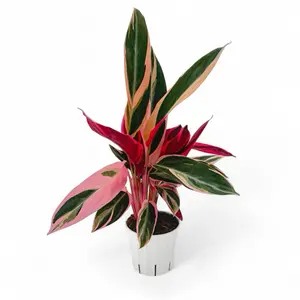 Triostar Stromanthe, 4inch Pot, Pet Safe