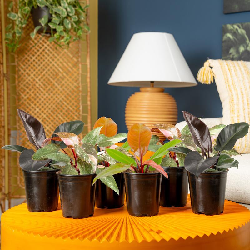 Grower’s Choice Philodendron | medium