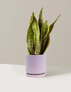 Snake Plant Laurentii