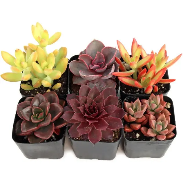 Vibrant Succulent Pack