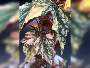 Variegated Izumo No Kiraboshi Cutting (1 Leaf 1 Node) – 10% Off Presale
