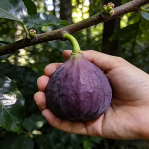 Home Garden Fig Tree Sapling – Easy to Grow Fig Tree for Backyard, Patio, Balcony & Container Planting, Beginner Suitable Tropical Fruit Tree for Warm Climate