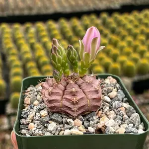 Gymnocalycium Rotundulum Cactus, Pink Blooms, Rare Cactus, Live Plant in 3.5" pot