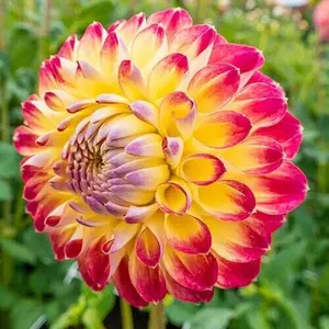 Green River 25 Jowey Arendal Dahlia Seeds - Compact Ball-Form Blooms, Border Filler Favorite, Flower Seed Pack, Premium Seeds For Perennial-Style Garden Charm And Cut Flower Arrangements