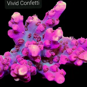 Vivid Confetti 3/4-1.5 inch frag - Vibrant Pink Coral for Aquariums and Aquascaping