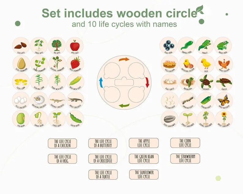 Wooden Life Cycle Puzzle, Montessori Toddler Educational Toy, Back to School Biology Gift