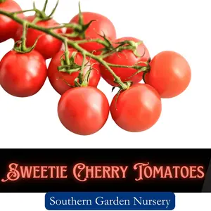 Sweetie Cherry Tomato Seeds, Heat Resistant Tomatoes, Easy-to-Grow Non-GMO Heirloom Variety Fresh Garden Seed