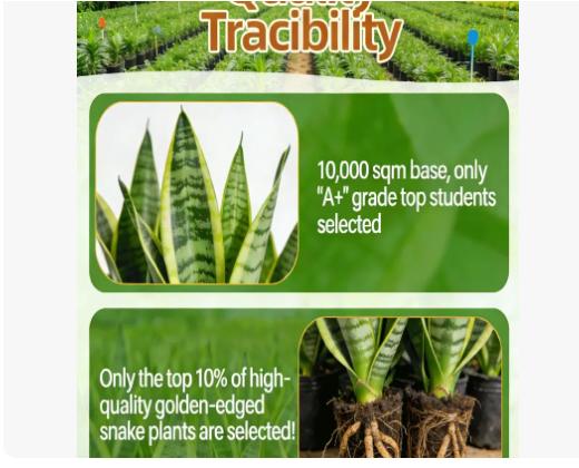 Live Exclusive | Live Snake Plant Indoor – Hardy Sansevieria Houseplant Easy Care Home Decor Plant Live Exclusive | Live Snake Plant Indoor – Hardy Sansevieria Houseplant Easy Care Home Decor Plant