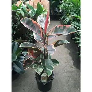 Ruby Ficus Rubber Plant - Live Plant in an 10 Inch Growers Pot - Ficus Elastica 'Ruby' - Stunning Easy Care Interior Houseplant