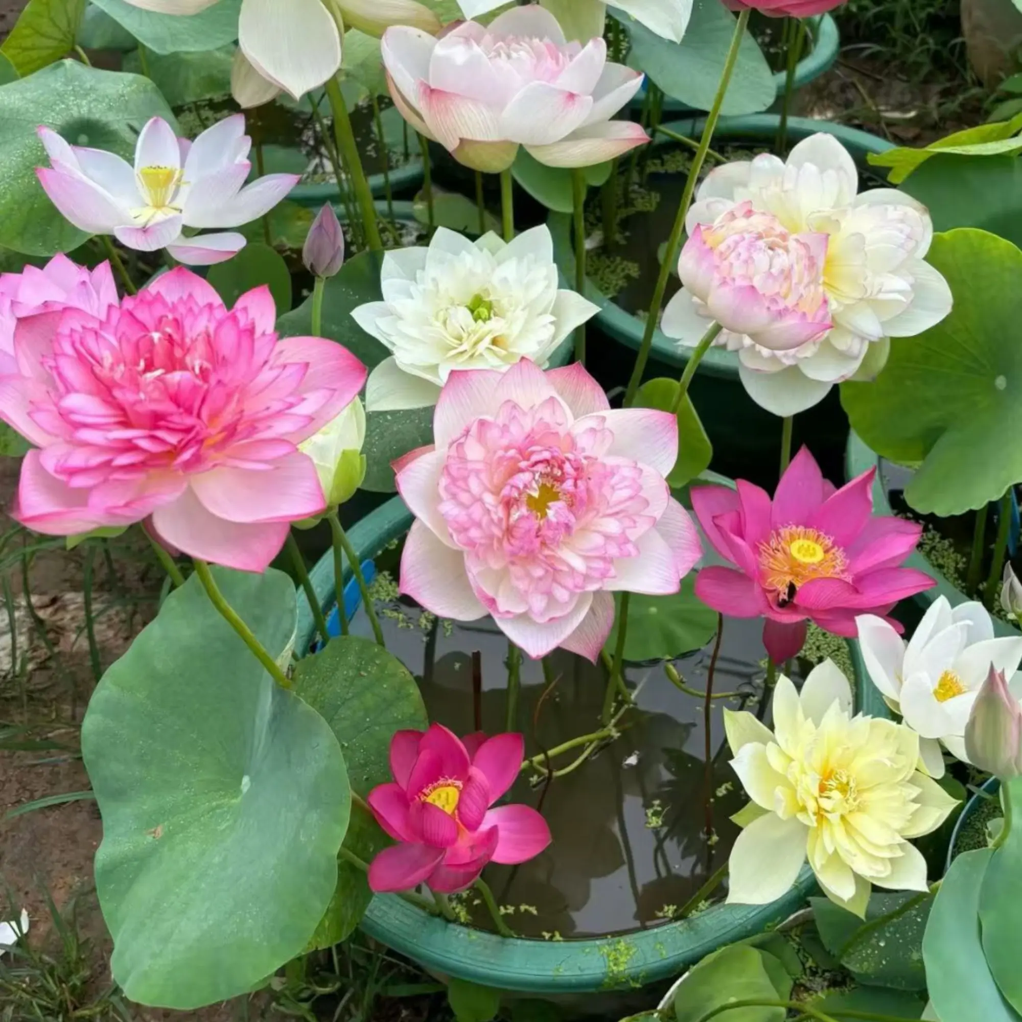 20 Mixed Color Bowl Lotus Seeds – Dwarf Aquatic Flowers for Containers & Ponds