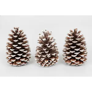 White Tipped Pinecones - 6-9"