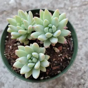 Sedeveria 'Silver Frost'
