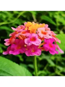 Zinnia Dahlia Seeds Pack- Bulk Flower Seeds to Plant Outside for Vibrant Blooms, 5000+Zinnia Seeds Perfect for Pollinator-Friendly Gardens, Borders,  (Zinnia Elegans)