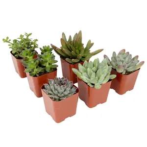 Succulent Surprise 6-pack: Colorful, Cute & Carefree Plants - No Duplicate Succulents - (2" Pots) - Easy & Unique Varieties