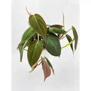 Philodendron Micans Velvet