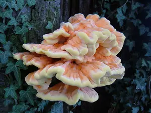 Chicken of the Woods Liquid Culture (Laetiporus)