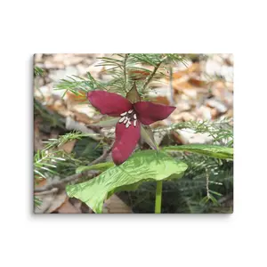 Trillium Canvas Print
