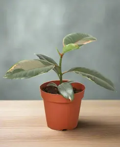 Ficus Elastica 'Ruby Pink'