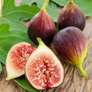 Fig Tree Cutting Real Live Plant Cuttings Batang Pokok Tin Pokok Hidup Potongan Buah Tin Fig Pruning