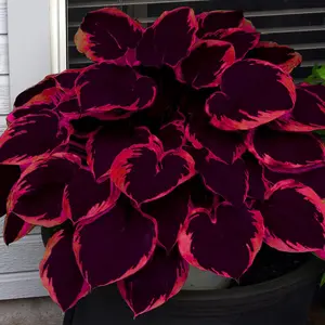 800 Hosta Seeds for Planting  | Non-GMO Heirloom Variety with Mixed Colors & Bold Foliage | Easy-to-Grow Perennials for Shaded Areas, Patios & Garden Borders | Low Maintenance & Visually Stunning Year-Round