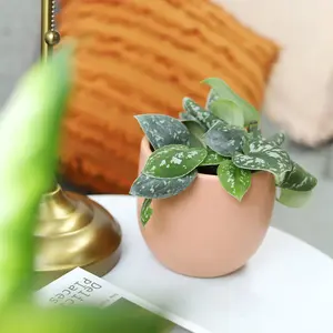 Satin Pothos Scindapsus Pictus