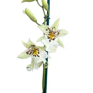 Growers Choice Oncidium or Cattleya in Spike or Bloom - Perfect for Home Garden or Plant Display