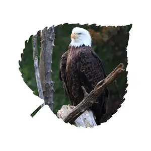 Eagle Aspen Leaf Wall Art
