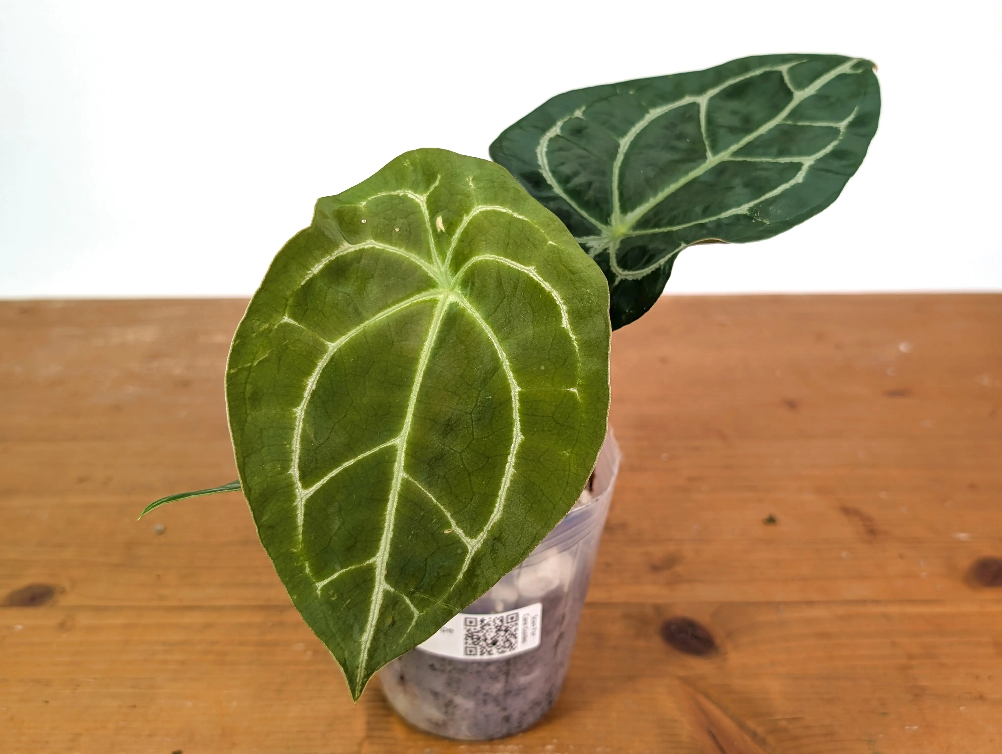 Anthurium Forgetii White Stripes