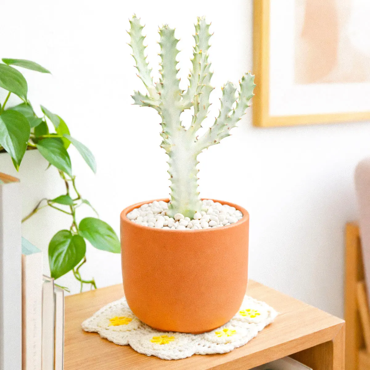Euphorbia 'Dragon Bone' Cactus
