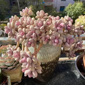 2"Live Succulent Pachyphytum oviferum Pink Moonstone 2"Live Succulent Pachyphytum oviferum Pink Moonstone