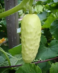 Salt and Pepper Cucumber (Organic)Heirloom Seeds