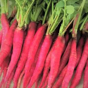 TomorrowSeeds - Fire Candle Radish Seeds -  Raphanus Sativus Long Red Radishes Carrot Icicle Rose Pink Daikon Root Vegetable Seed For 2024