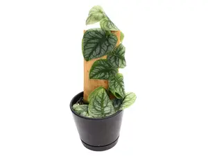 Monstera Dubia 4” Potted Live Plant - Rare Shingling Houseplant - Silver Variegated Foliage - Exotic Tropical Aroid - Climbing Vine on Wooden Plank - Collector’s Item - Heart Shaped Leaves - Indoor Statement Piece - Designer Plant