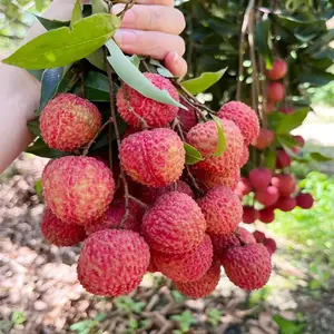 Lychee Fruit Seeds - 10Pcs - Home Gardening Planting