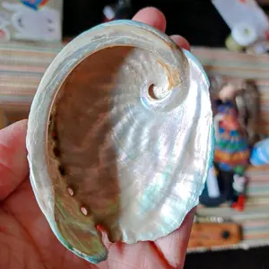 Abalone Shell