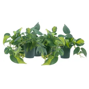 6-PK Philodendron Brasil, Philodendron hederaceum 'Brasil', Air Purifying Indoor Plant, Low Light Houseplant, Trailing Vine Plant, Easy Care Plant, 4" Pot(s)