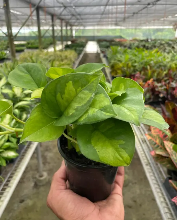 4" Pothos Global Green Plant