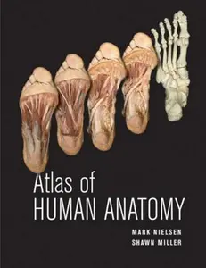 USED-Atlas of Human Anatomy by Nielsen, Mark (Paperback)