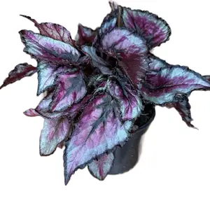 Begonia 4in pot