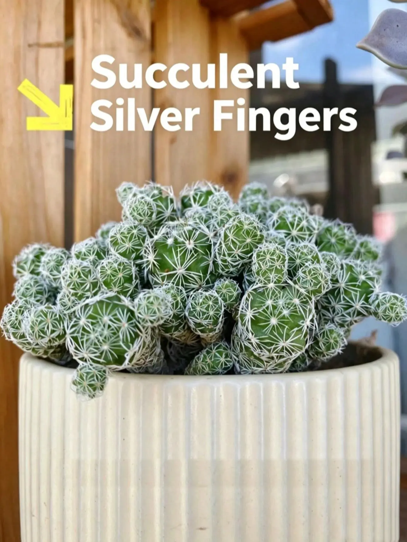 Thimble Cactus Plant, Mammillaria Vetula Gracilis Succulent, Cute Mini Cactus Decor for Desk & Home