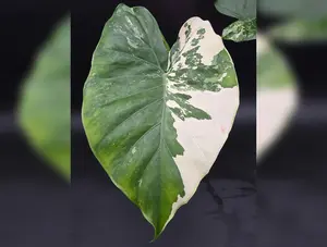 Alocasia NOID Albo Variegated - Large pot