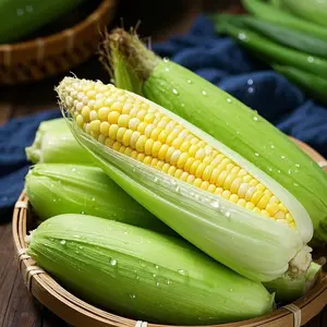 High Germination Rate Sweet Corn Seeds Non-GMO Organic Vegetable Seeds for Home Garden Planting Easy to Grow Outdoor Indoor Vegetable Seeds Supplies