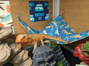 Bearded dragon hammock, beardie, reptile tank decoration, reptile habitat decor