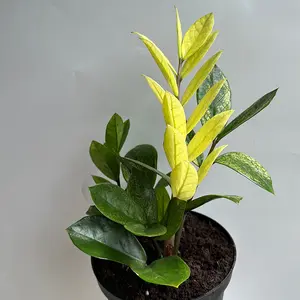 Variegated Chameleon ZZ Zamioculcas Plant 6" Pot House Plant with Unique Variegated Leaves - Decorative Indoor Foliage